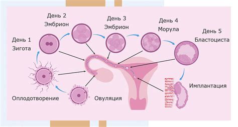 Процесс образования яйцеклетки