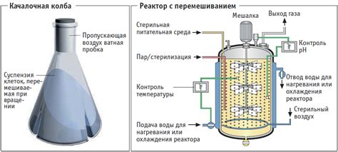 Процесс ферментации