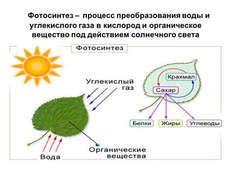 Процесс фотосинтеза в растениях