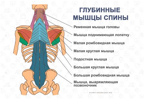 Развитие мышц спины