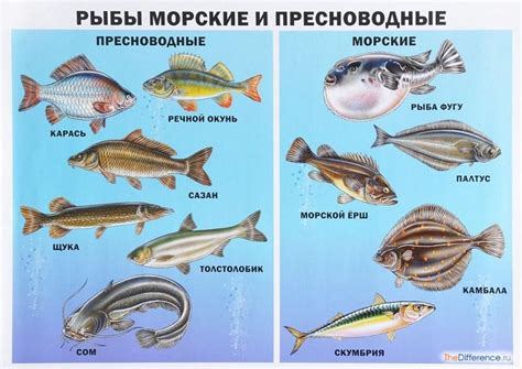 Различия в характеристиках морской и пресноводной рыбы