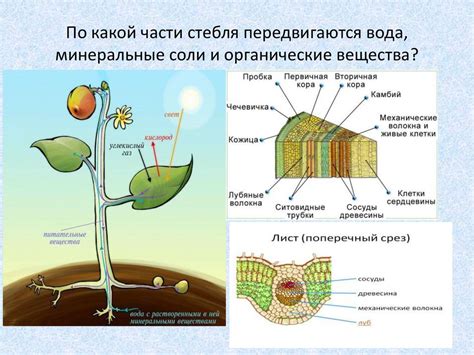 Различные структуры ризоидов и корней