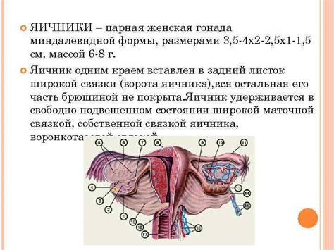 Размер влагалища и его важность