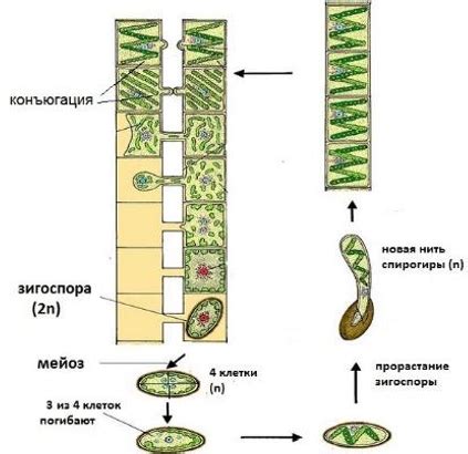 Размножение водорослей: способы и процессы