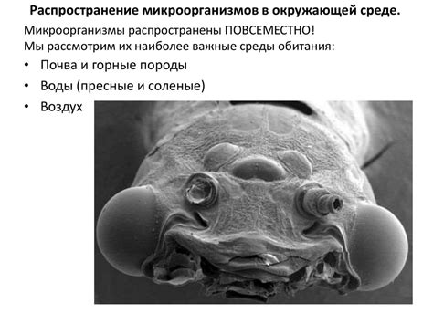 Размножение и распространение паразитов в окружающей среде