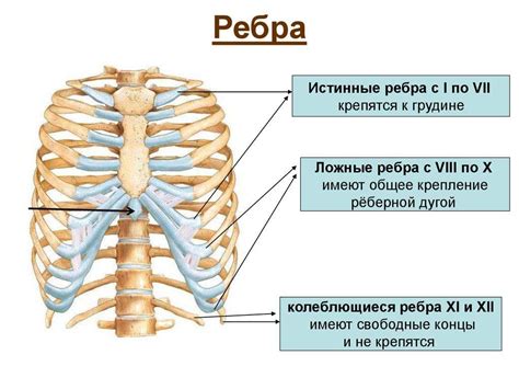 Разные типы ребер у человека и млекопитающих