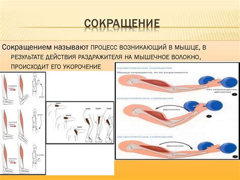 Расслабление гладких мышц