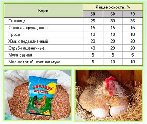 Рацион кур для здоровья птиц