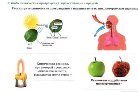 Реакции, происходящие в хлоропластах