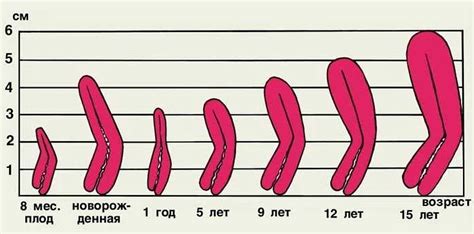 Реальность: какой размер влагалища считается нормальным