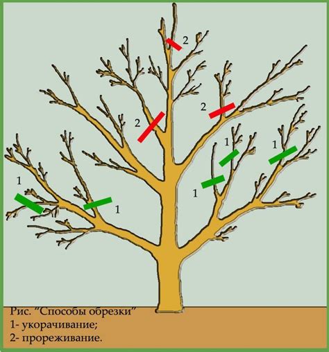 Регулярная обрезка деревьев груши