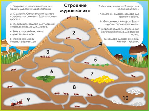 Регулярная очистка муравейника