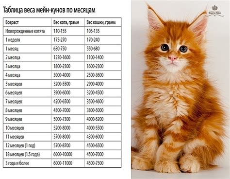 Регулярное наблюдение за состоянием котенка и контроль веса