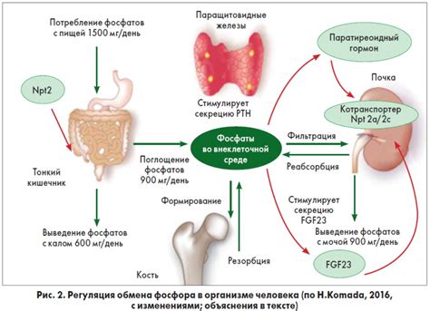 Регуляция гомеостаза в организме