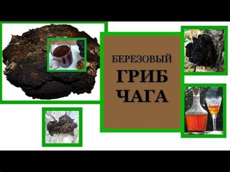 Рецепты с использованием чаги