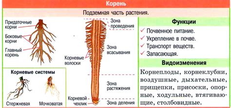 Ризоиды и корни: различия и функции