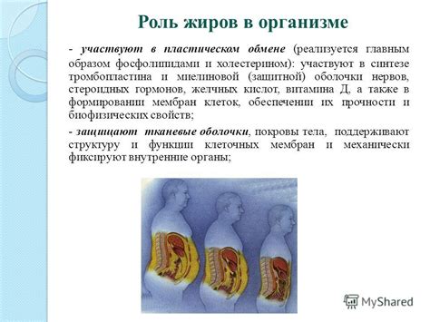 Роль адвентициальной оболочки в организме