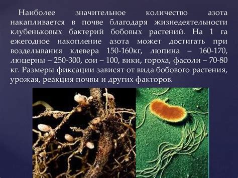 Роль азотфиксирующих микроорганизмов в питании растений