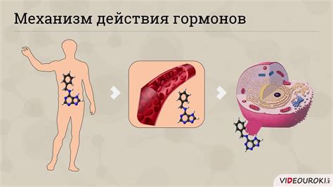 Роль атфазы в организме