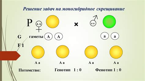 Роль гетерозиготы в наследовании