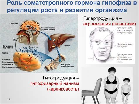 Роль гормона пролактина и регуляция роста волос на животе