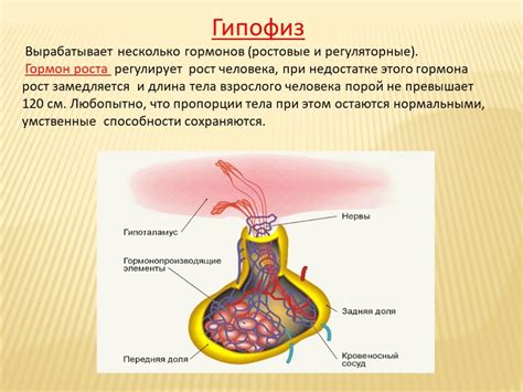 Роль гормонов в психоэмоциональном состоянии