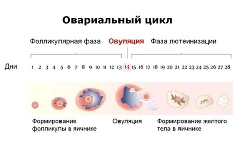 Роль изменения температуры в определении фазы овуляции