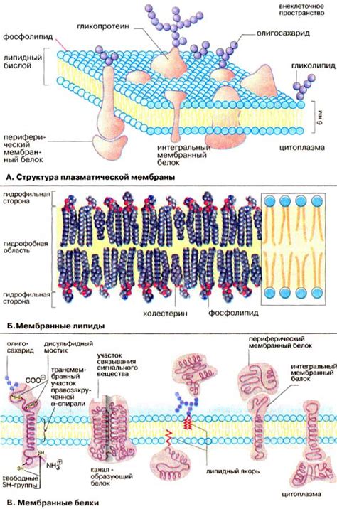Роль интегральных белков мембраны