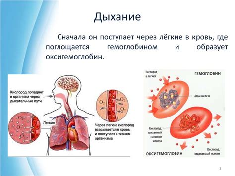 Роль кислорода в дыхании