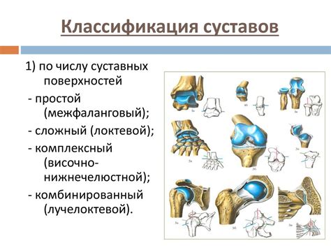 Роль костей, мышц и суставов