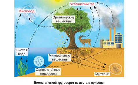 Роль круговорота в организме