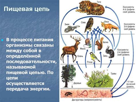 Роль меди в пищевой цепи