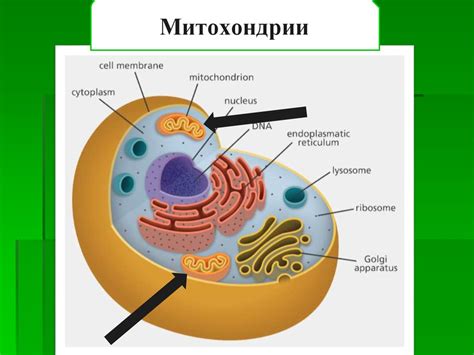 Роль мембранных органоидов в животной клетке