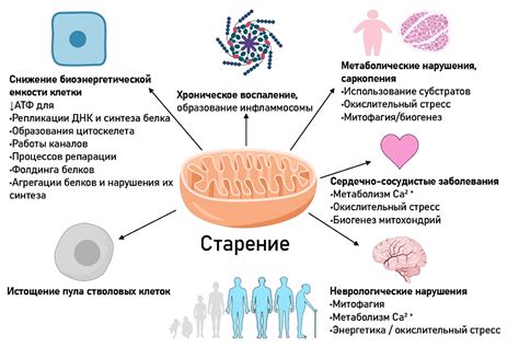 Роль митохондрий в жизнедеятельности