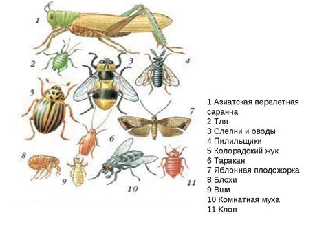 Роль насекомых в сновидениях