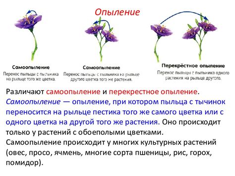 Роль опыления и его значимость для растений