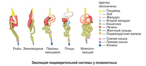 Роль пищеварительной системы у животных