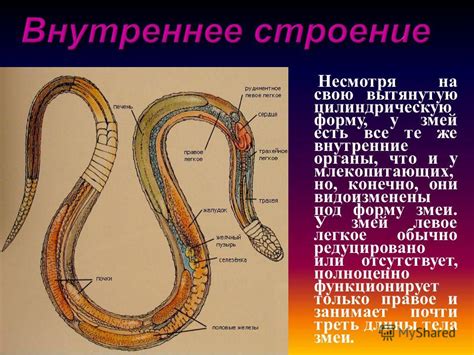 Роль привязанности у змей: выражение общей связи и ее эффект на поведение и самочувствие