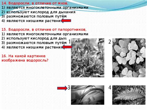 Роль ризоидов в жизненном цикле мхов и водорослей