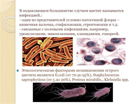 Роль условно патогенной флоры в организме