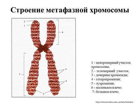 Роль 16 хромосомы