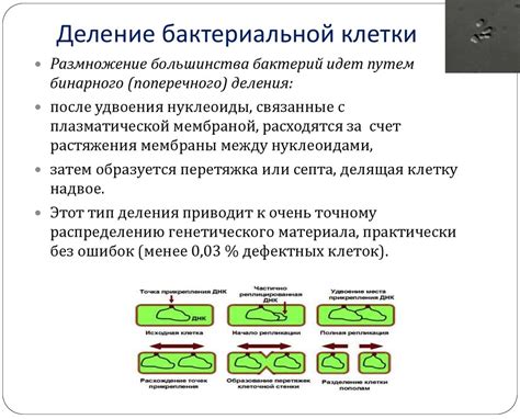 Рост бактерий и формирование запахов