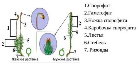 Сбор и хранение кукушкиного льна