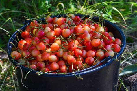 Сбор и хранение урожая черешни