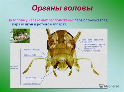 Свидетельства о признаках и механизмах воздействия возникающих на голове насекомых на повышение температуры тела