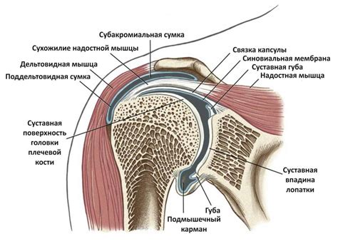 Связки и капсула