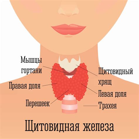 Связь антител с заболеваниями щитовидной железы