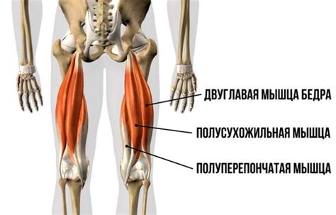 Сгибательные сухожилия