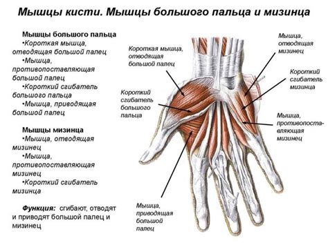 Сгибательные сухожилия и ладонные мышцы