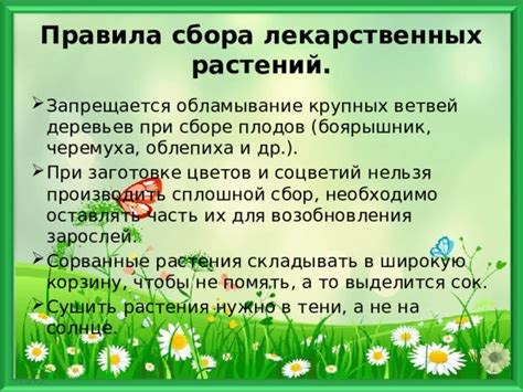 Секреты производства волшебной укропной эссенции: мастерство при сборе и подготовке растения